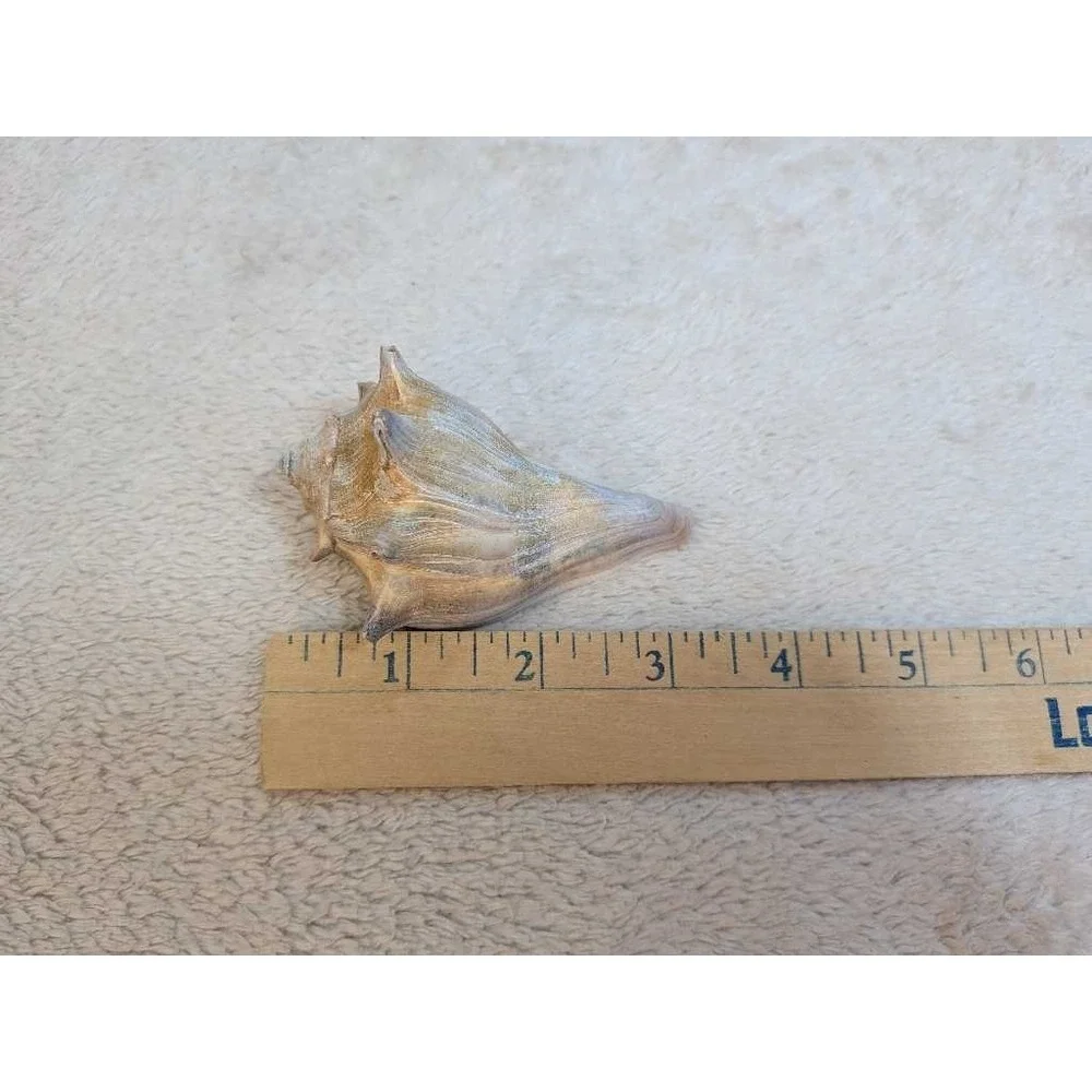 Lot of 3 Spiky Conch Sea Shells‎ Natural Beach Nautical Decor Collection